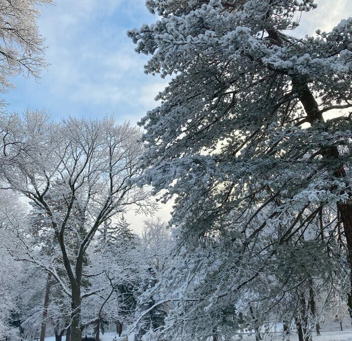 Winter Trees